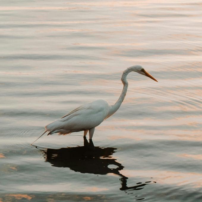 Heron stood in body of water