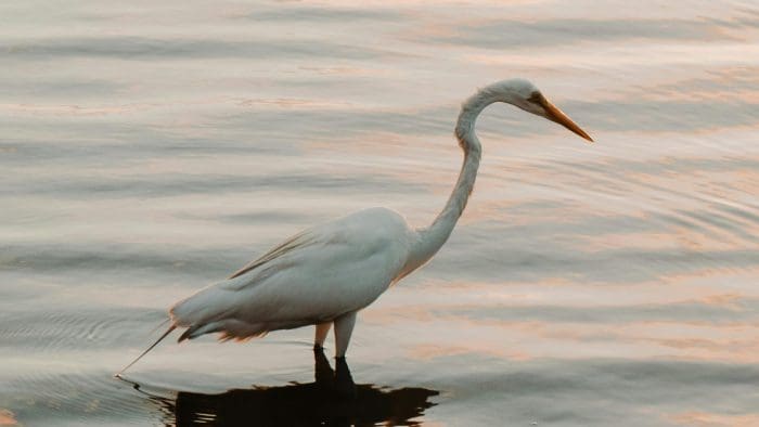 Heron stood in body of water