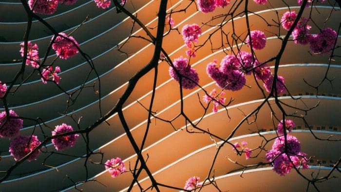 Pink blossom tree in front of modern apartment block